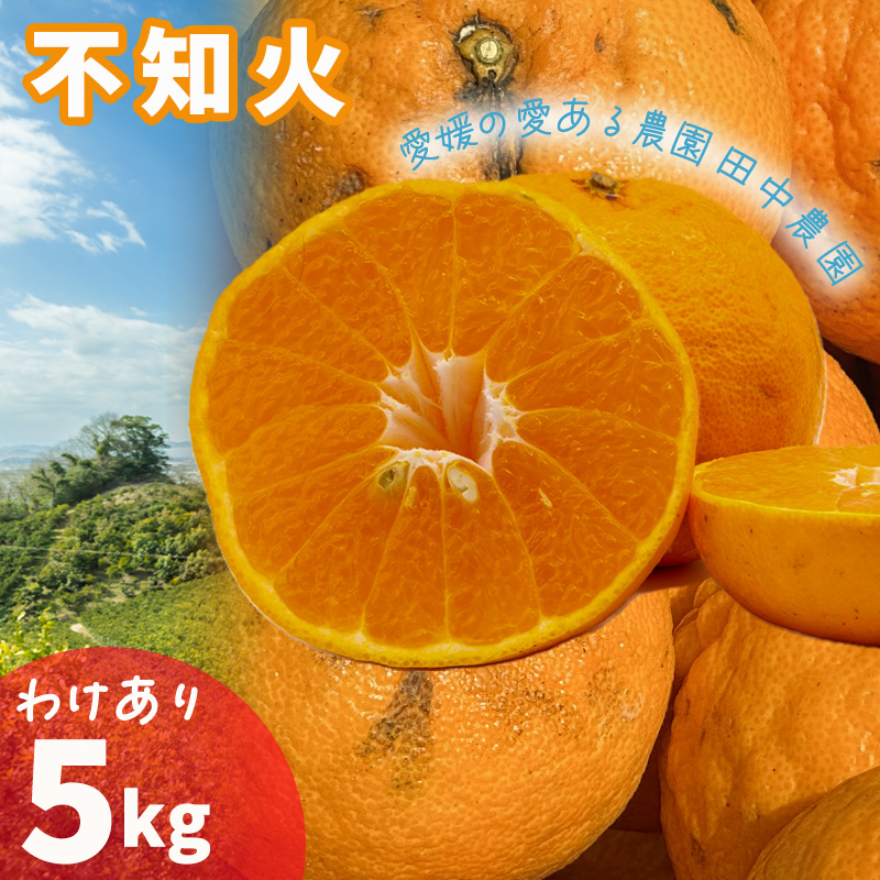 不知火 しらぬい 訳あり 約5kg 【2月下旬から順次発送】でこぽんと同品種