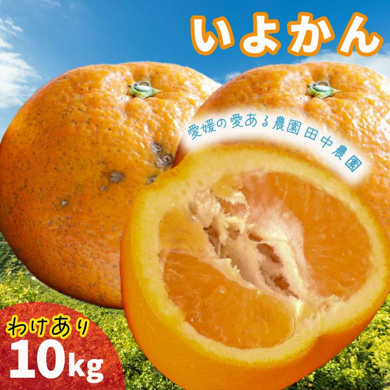 伊予柑 いよかん 約10kg 【訳あり】【1月上旬から順次発送】