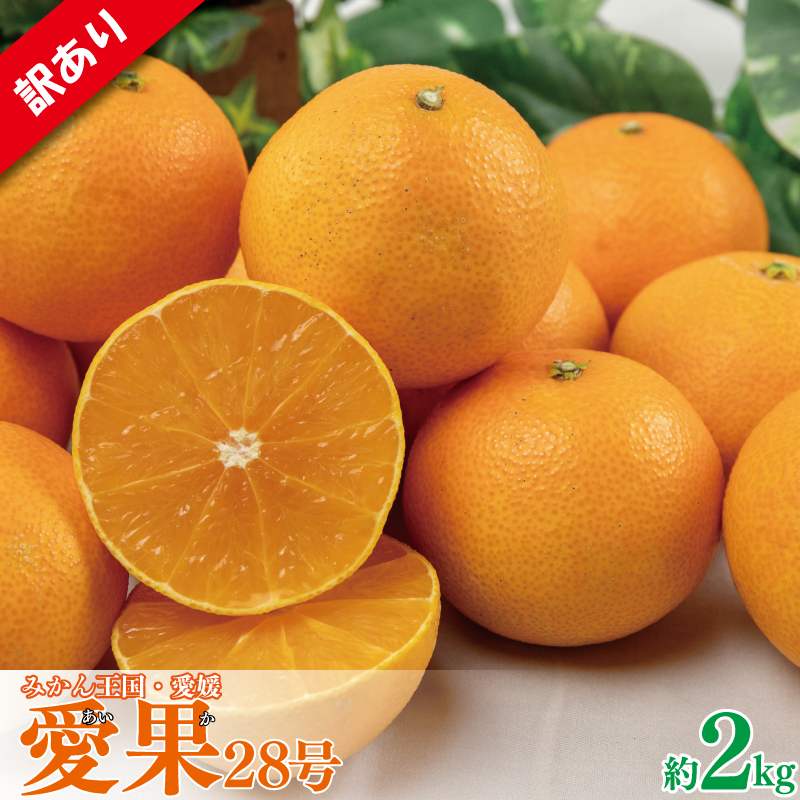 【先行予約】【2025年11月下旬以降順次発送】 訳あり 愛果28号 約2kg 紅まどんな 紅マドンナ と同品種 フルーツ 果物 みかん オレンジ 柑橘 愛媛県松山市 愛媛県 松山市 約2kg