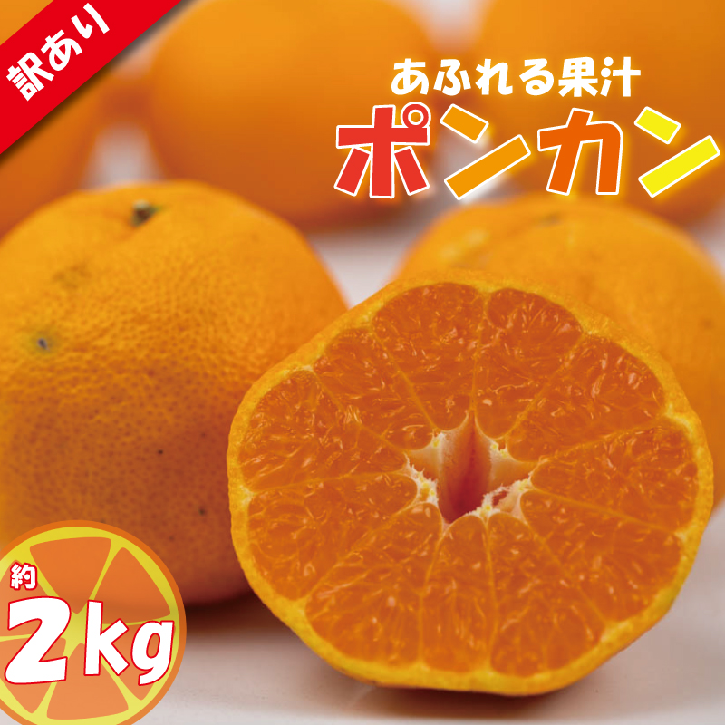 訳あり みかん 家庭用 ポンカン 約2㎏ ( 訳あり みかん 訳あり柑橘 訳あり商品 ポンカン ぽんかん みかん 柑橘 松山 愛媛県 )