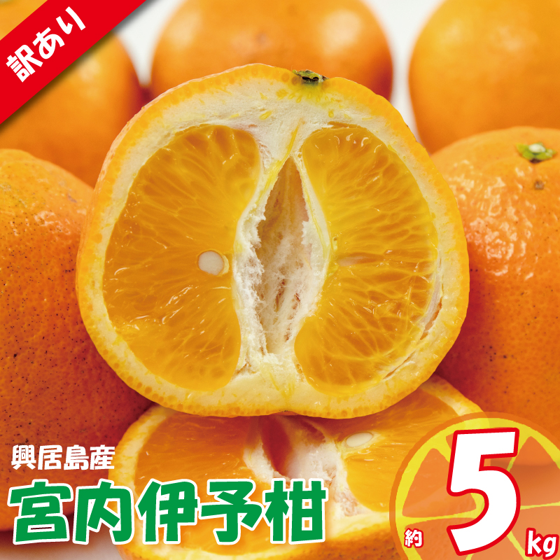 訳あり 宮内伊予柑 興居島産 約5kg ( 訳あり みかん 訳あり柑橘 訳あり商品 伊予柑 いよかん みかん 宮内いよかん 興居島産 柑橘 松山 愛媛県 )
