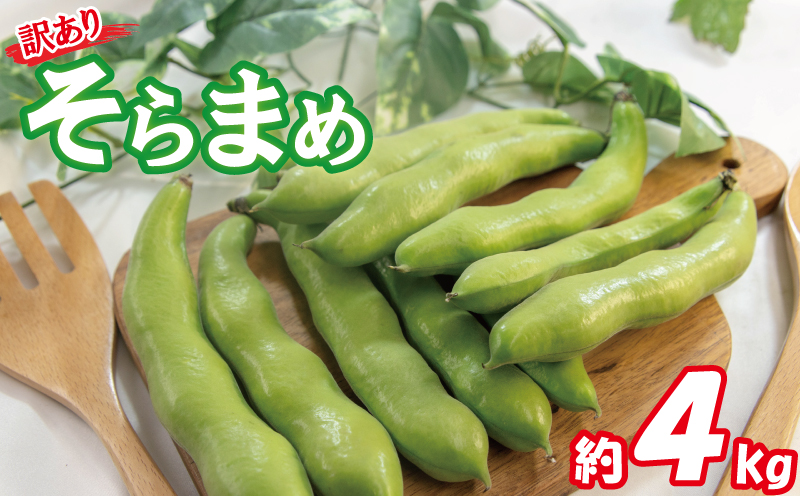 【期間限定】 訳あり そら豆 約4kg ( 訳あり 野菜 ソラマメ そらまめ 旬の野菜 松山 愛媛県 )