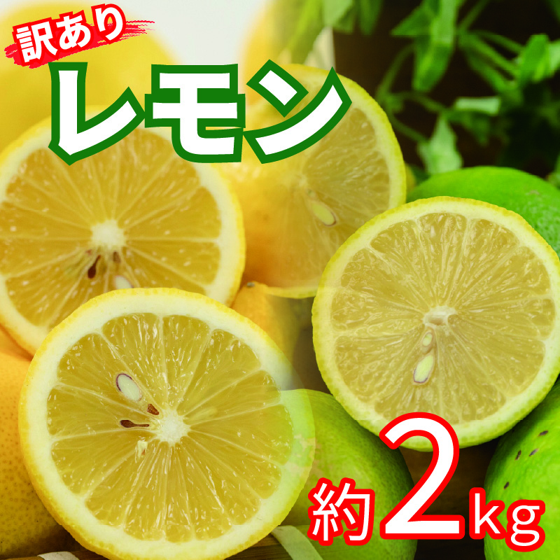 訳あり レモン サイズ不揃い 約2kg | 訳あり れもん レモン グリーンレモン イエローレモン 檸檬 国産 旬のフルーツ 愛媛県 松山市 2kg ¥5,000