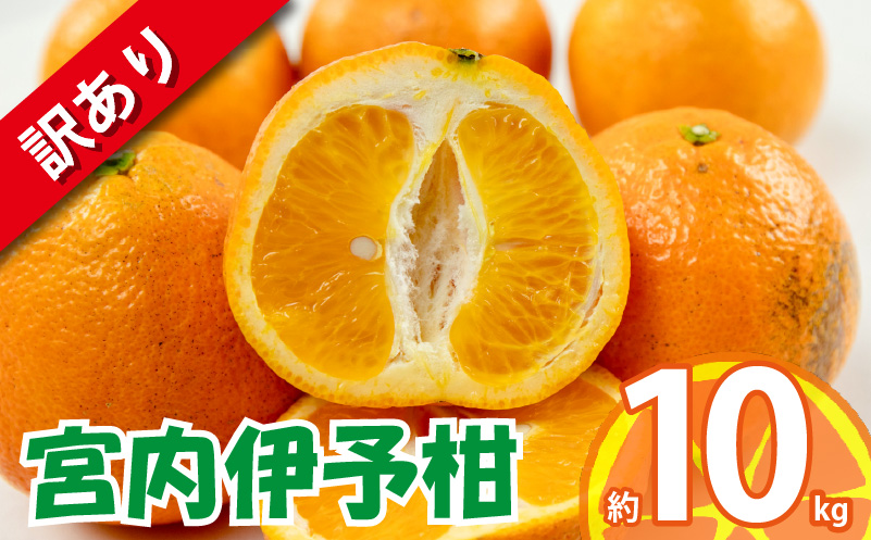 訳あり 宮内伊予柑 約10kg 【2026年1月下旬から順次発送】 訳あり みかん 訳あり柑橘 訳あり商品 伊予柑 いよかん みかん 宮内いよかん 柑橘 松山 愛媛県