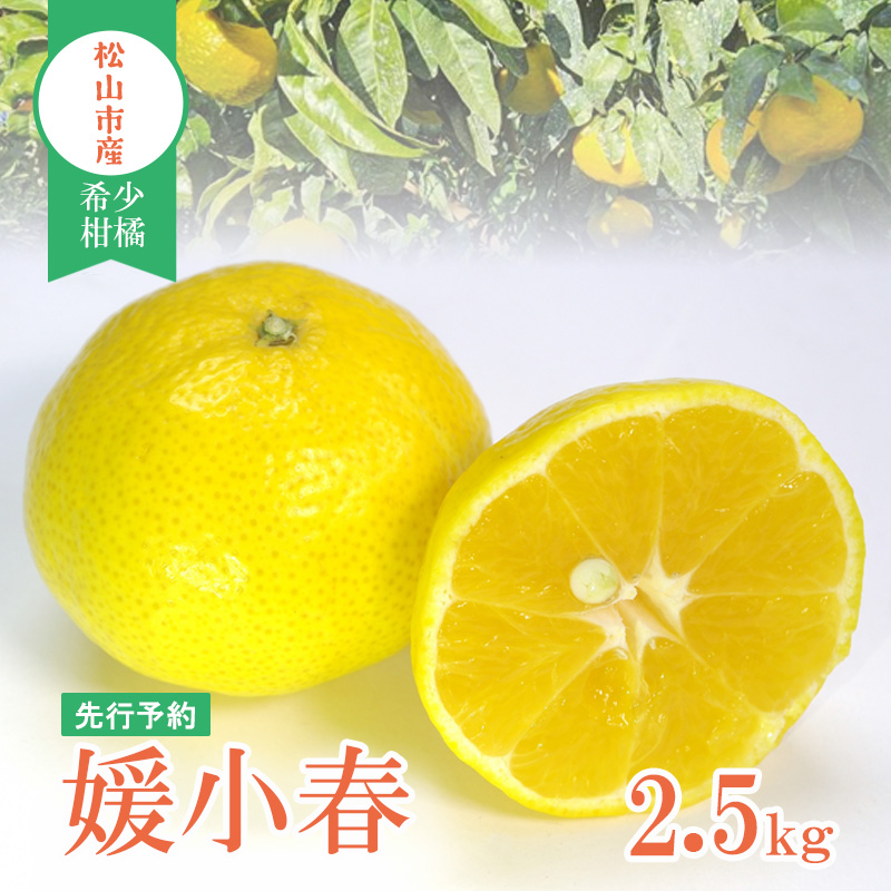【先行予約】媛小春 2.5kg 家庭用 | 媛小春 ひめこはる みかん 希少柑橘 農家直送 愛媛 松山 フルーツ 果物 くだもの 2.5キロ 数量限定 期間限定 送料無料 柑橘 みかん フルーツ 果物
