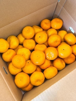 家庭用 ハウスみかん 5kg