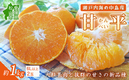 【2026年2月中旬から発送】ジャンボ甘平 特大（6L以上） 約1kg（2玉）【2月中旬から発送予定】 化粧箱入 愛媛県産 柑橘 みかん 希望の島