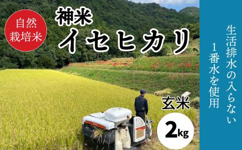 [2024年 9月中旬から発送] 新米 玄米 自然栽培米 "神米" イセヒカリ 2キロ 玄米