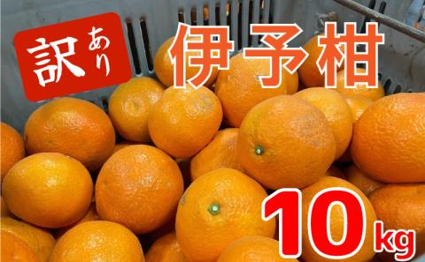 [1月中旬から発送予定]伊予柑10キロ (訳あり) | いよかん 伊予柑 いよかん 伊予柑 いよかん みかん 訳あり 10kg