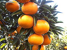 [ご家庭用]石丸農園産せとか5kgと柑橘加工品セット