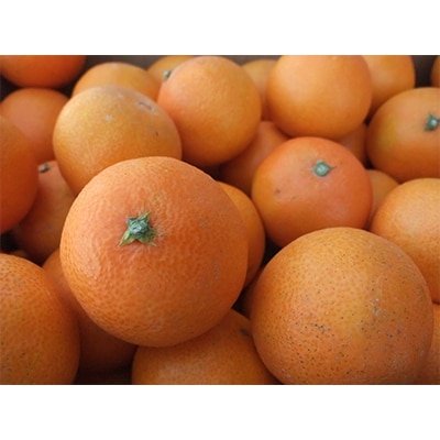 ホリ田ヤの大三島まどんな2.5キロ ゼリーのような プルプル食感の果物【KB00810】