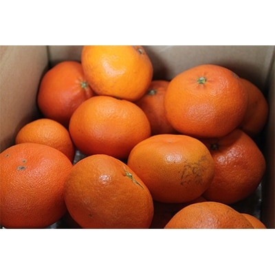 ホリ田ヤの甘平2.5キロ　ホリ田ヤのみかんの中で最高峰の甘さを誇る逸品【KB00820】