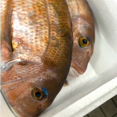 二葉の鯛めし　3食セット【B-117】【配送不可地域：離島】