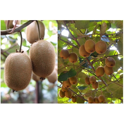 【先行予約】キウイフルーツ　約3.6kg　グリーンキウイ 国産 LB02570