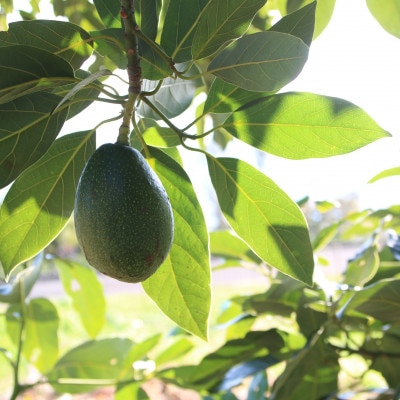 先行受付　希少な国産　大三島アボカド　600g