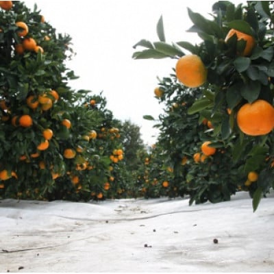 【先行予約】ホリ田ヤ 島育ち 早生みかん 4キロ【KB00940】