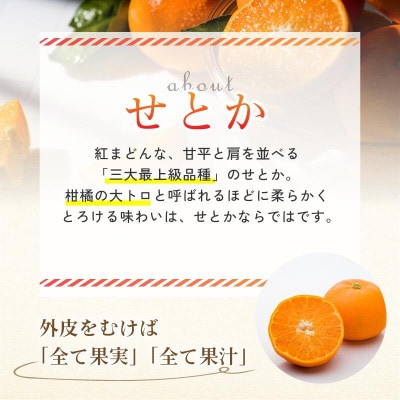 【先行予約】【数量限定】ホリ田ヤ せとか 2.5kg【K002420】