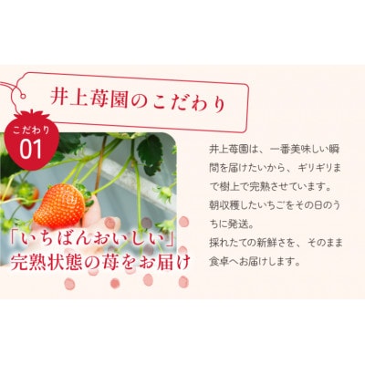 井上苺園　あまおとめ(270g×2パック)【V002540】【配送不可地域：離島・北海道・沖縄県】