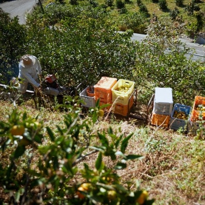 【宗方印】【数量限定】はるみ 約3kg(家庭用)【K003580K3】