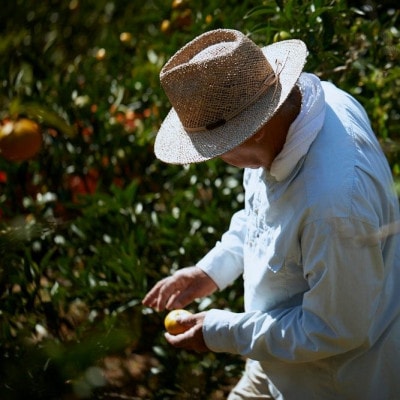 【宗方印】【数量限定】レモン 約1.5kg(家庭用) 【K003620K1.5】