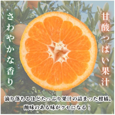 【先行予約】伊予柑 10kg いよかん 果汁たっぷり 家庭用 KB02080