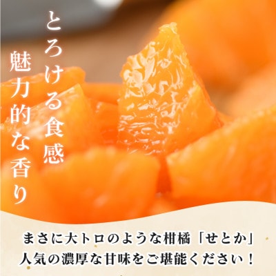 【先行受付】せとか (化粧箱入) プレミアム柑橘 3L～L 10～15玉 KC00630