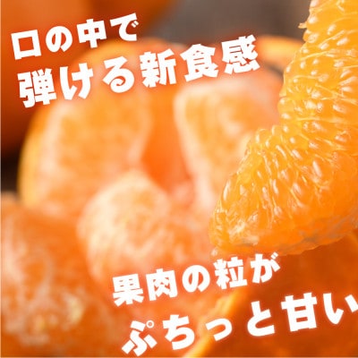 【先行受付】はるみ　5kg　家庭用 柑橘 手でむける KB02530【配送不可地域：離島】