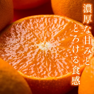 【宗方印】【数量限定】宗方のプリンセス(48号)約1.5kg(家庭用) 【K003560K1.5】