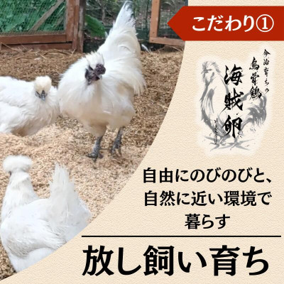 【毎月定期便】【愛媛産】海賊卵【烏骨鶏卵】12個【VE00840】全6回【配送不可地域：離島】