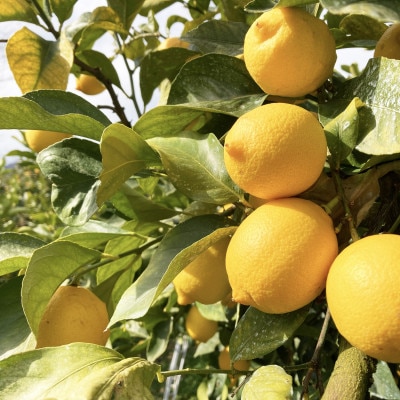 レモンコーディアル・レギュラーボトル3本セット