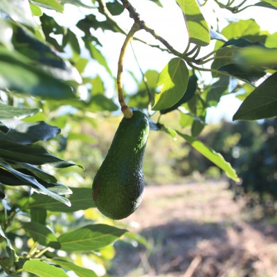 先行受付　希少な国産　大三島アボカド　600g