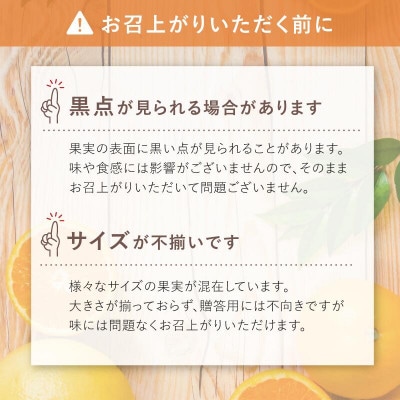【数量限定】ホリ田ヤ 皮ごと食べられる島育ちレモン2.5kg【K002450】