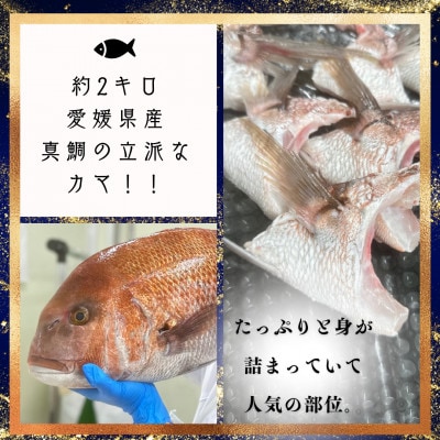 さかなやのまかない食材【愛媛の真鯛】生食用切り落とし1パック付き【V001740】【配送不可地域：離島】