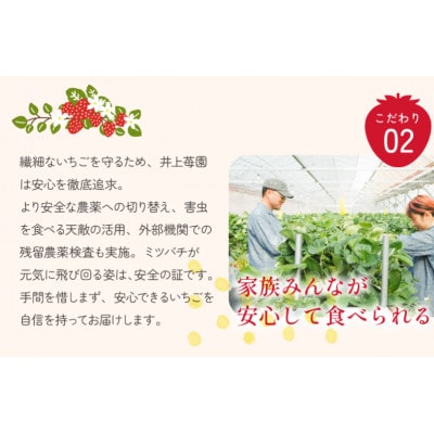 井上苺園　あまおとめ(270g×2パック)【V002540】【配送不可地域：離島・北海道・沖縄県】