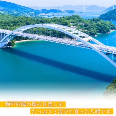 【先行予約】【ご家庭用(キズあり)】大三島産 八朔　約10kg【K003220M10】