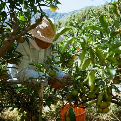 【宗方印】【数量限定】温州みかん 約5kg(家庭用)【K003650K5】