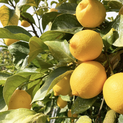 レモンコーディアル・ミニボトル5本セット