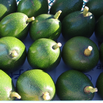 先行受付　希少な国産　大三島アボカド　600g