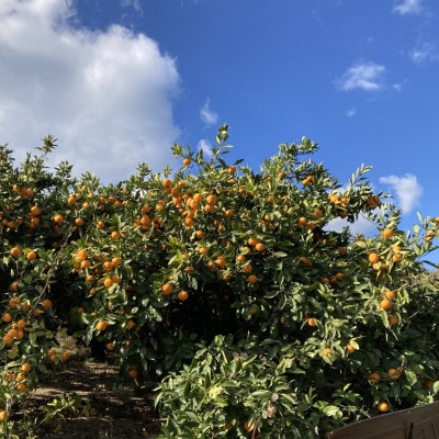 【宗方印】【数量限定】甘平 約1.5kg(家庭用) 【K003630K1.5】