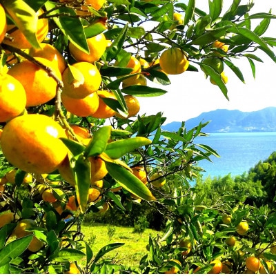 大三島しまなみサボン＆今治オーガニックタオルギフトセット[VB02600]【配送不可地域：沖縄県】