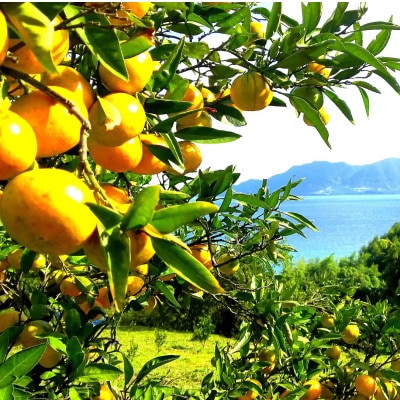 大三島アロマバスソルト＆しまなみサボンギフトセット(上浦町) [VB02450]【配送不可地域：沖縄県】