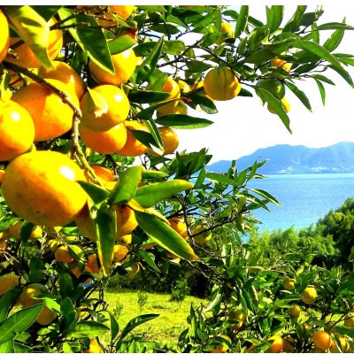 香りの島バーム＆アロマミストグリーンレモンセット(シトラス＆アロマ島香房上浦町) [VB00920]【配送不可地域：沖縄県】