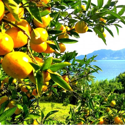 大三島しまなみサボン＆香りの島バームギフトセット(シトラス＆アロマ島香房上浦町) [VB02230]【配送不可地域：沖縄県】