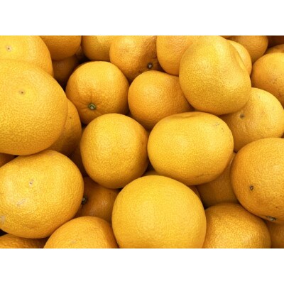 【宗方印】【数量限定】八朔 約3kg(家庭用) 【K003640K3】