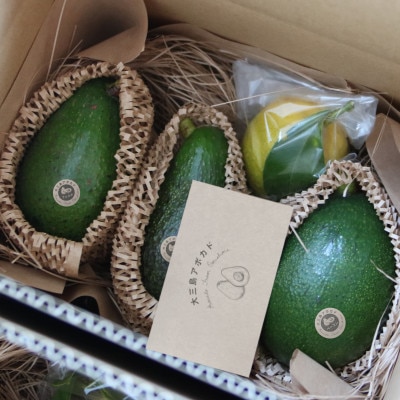 先行受付　希少な国産　大三島アボカド　600g