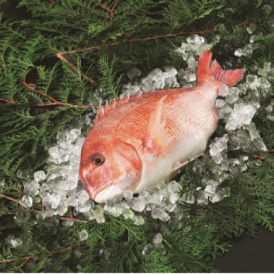 愛媛県産養殖真鯛フィレ2パック(頭1パック付)【EB02030】【配送不可地域：離島】