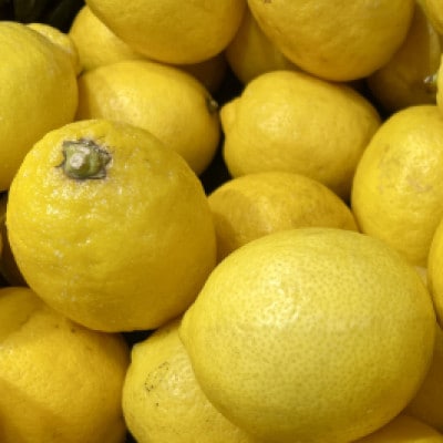 【宗方印】【数量限定】レモン 約1.5kg(家庭用) 【K003620K1.5】