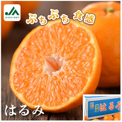 [先行受付]はるみ 5kg 家庭用 柑橘 手でむける KB02530[配送不可地域:離島]