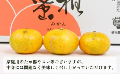 愛媛みかん 極早生みかん 9kg 家庭用 植村農園 先行予約 極早生 温州みかん 温州 mikan 愛媛ミカン 愛媛蜜柑 愛媛みかん 蜜柑 さっぱり 爽やか 果物 くだもの フルーツ 柑橘 農家直送 産地直送 数量限定 国産 愛媛 愛媛産 宇和島 B010-153001