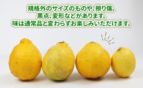 国産 訳あり 璃の香 ( レモン ) 5kg つばさ農園 防腐剤 ・ ワックス 不使用 国産レモン 先行予約 れもん 檸檬 レモン remon 果汁 酸味 高級 果物  ビタミン 健康 フルーツ 柑橘 みかん mikan 農家直送 産地直送 数量限定 愛媛 宇和島 B010-048014